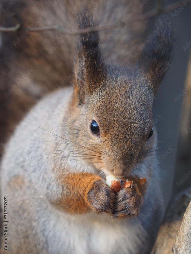 Fototapeta premium squirrel on a feeding trough