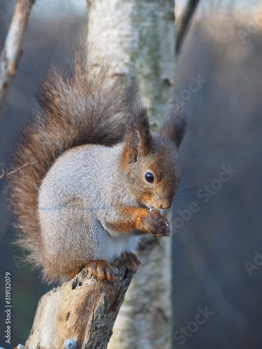 squirrel on a feeding trough © enskanto