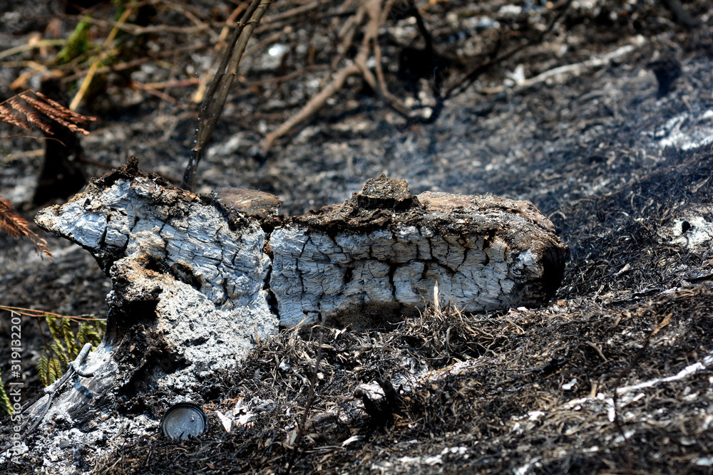 Burnt trees and Forest fires Aftermath