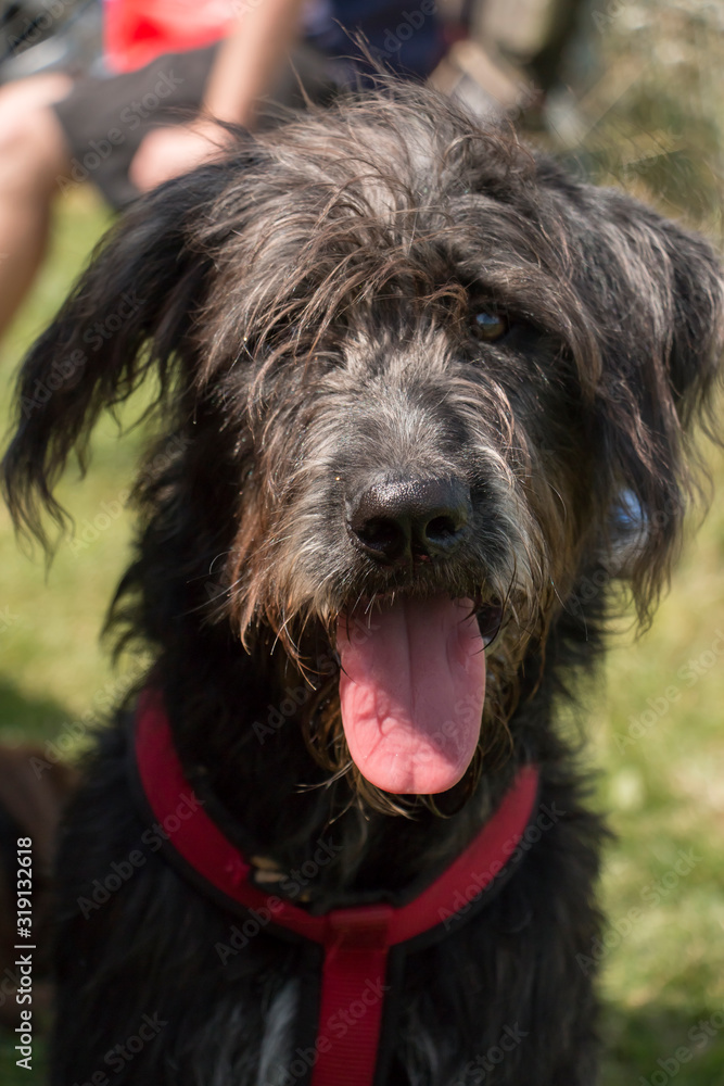 Portrait of a mixed breed Portrait of a mixed breed