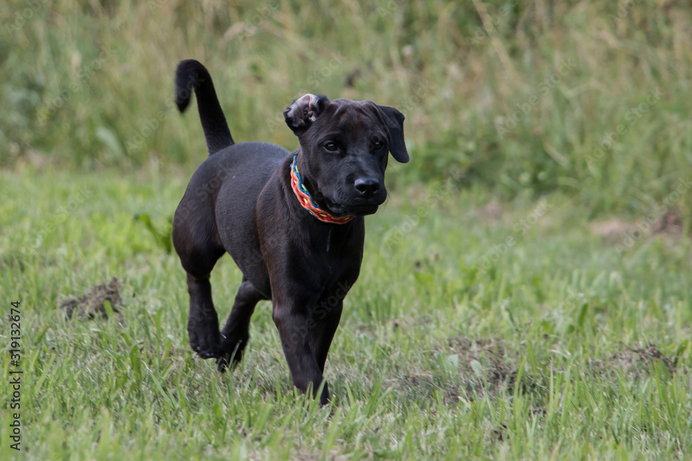 Puppy dog running in meadow Puppy dog running in meadow