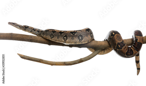 Brown boa constrictor on tree branch against white background photo