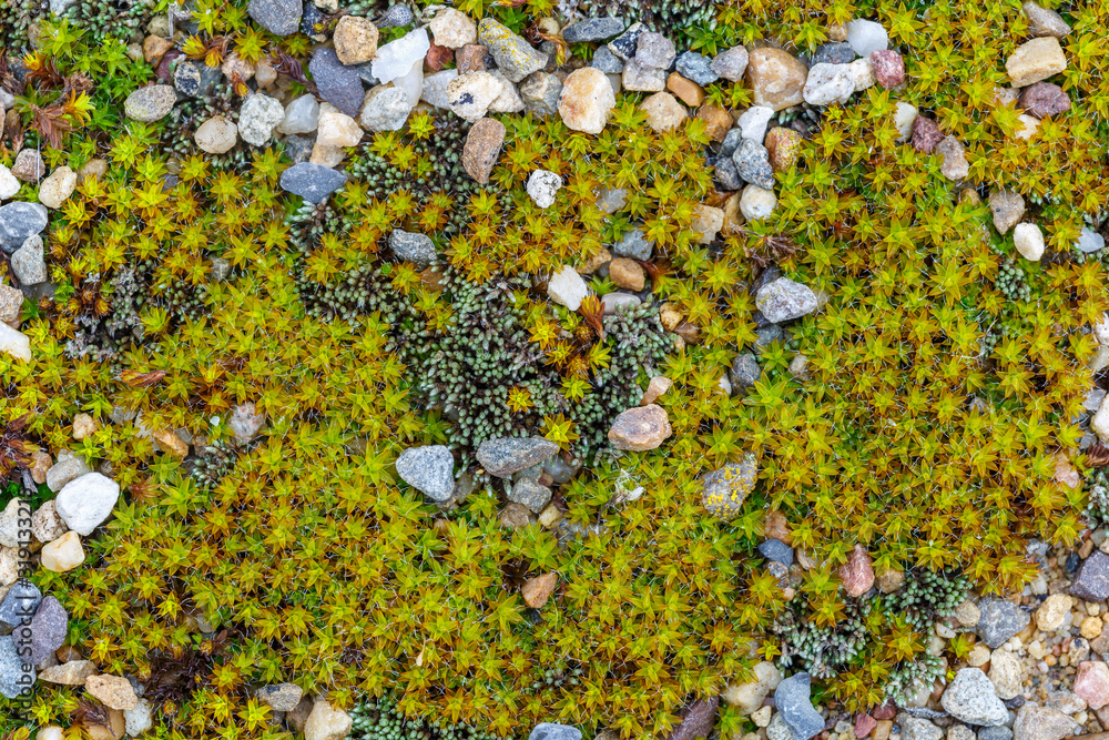 Detalle de plantas de musgo en forma de estrella entre las piedras. Detalle de plantas de musgo en forma de estrella entre las piedras.
