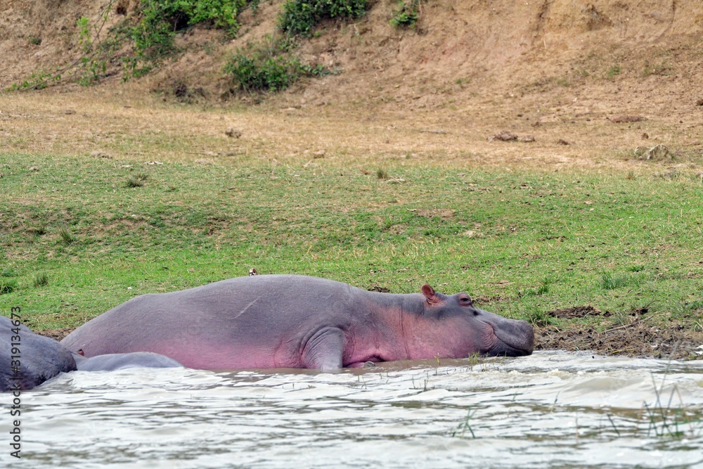 Nile hippo, Queen Elizabeth National Park, Uganda Nile hippo, Queen Elizabeth National Park, Uganda