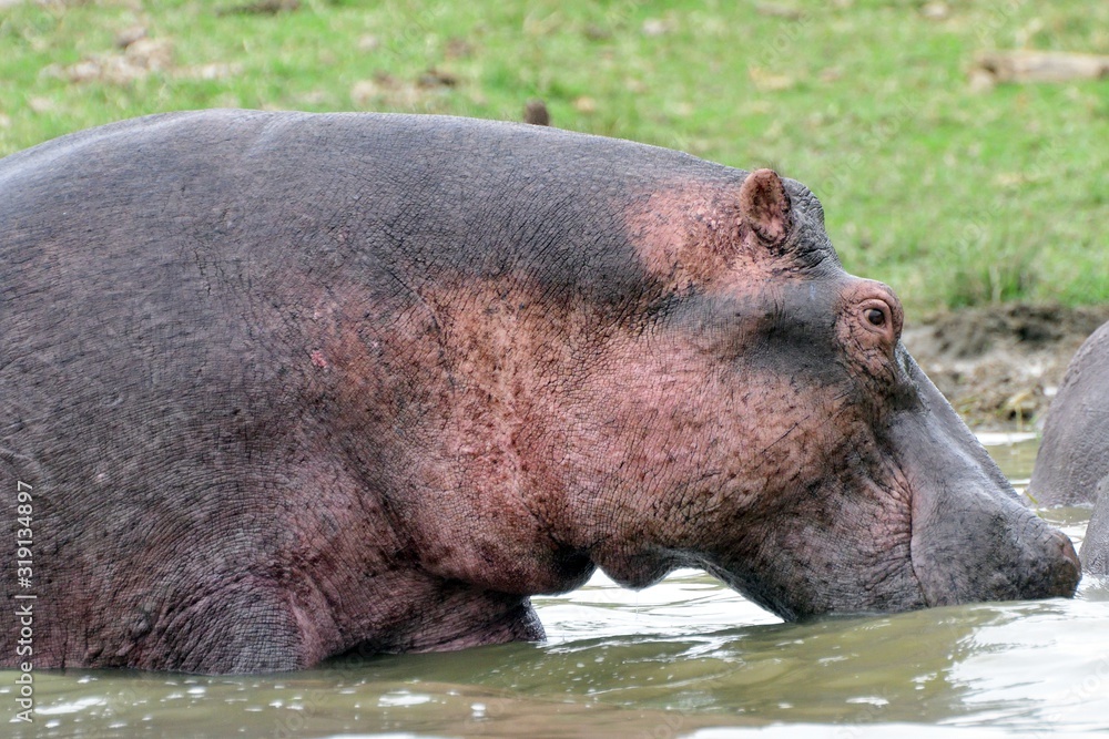 Nile hippo, Queen Elizabeth National Park, Uganda Nile hippo, Queen Elizabeth National Park, Uganda