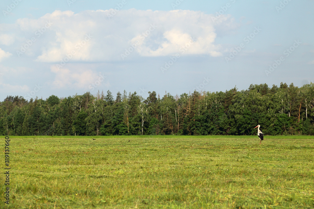 wild stork stands in the middle of a field of mowed grass against the background of the forest. bird perched on the hunt wild stork stands in the middle of a field of mowed grass against the background of the forest. bird perched on the hunt