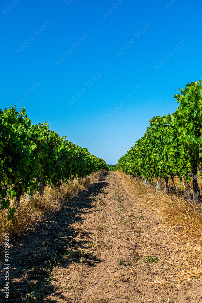 Winnica w rejonie Cognac, Francja