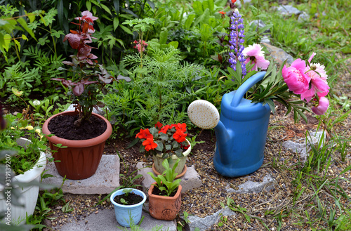 Flowerbed with pots and watering can with bunch of peony flowers.