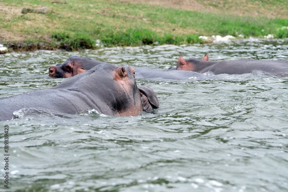 Nile hippo, Queen Elizabeth National Park, Uganda Nile hippo, Queen Elizabeth National Park, Uganda
