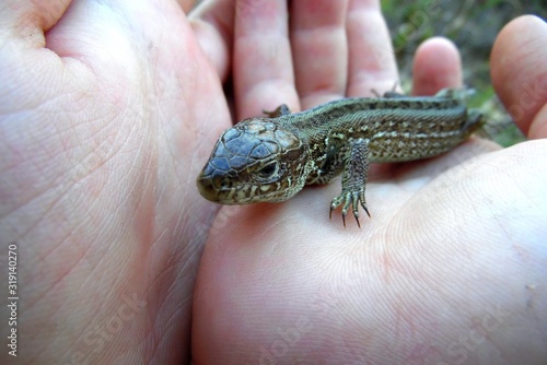 large lizard on the palms of a child on the background of the field close-up