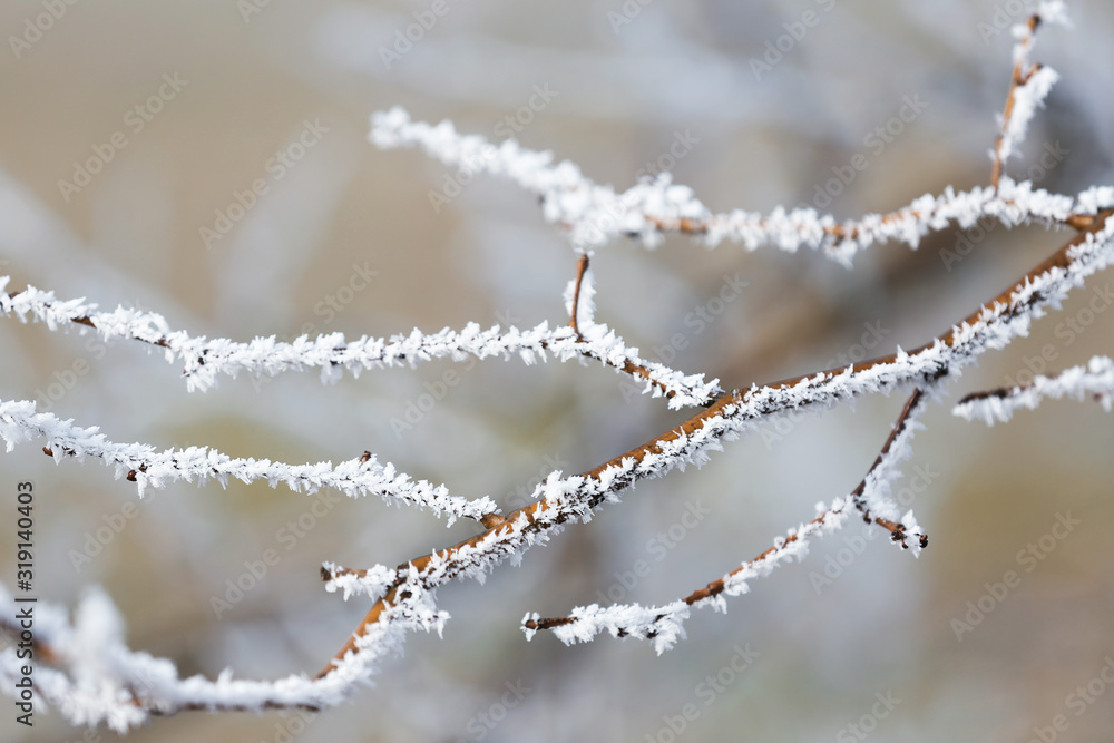 Branches covered with hoarfrost outdoors in early winter morning Branches covered with hoarfrost outdoors in early winter morning