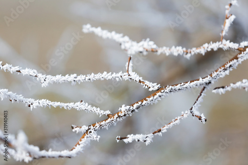 Branches covered with hoarfrost outdoors in early winter morning © New Africa