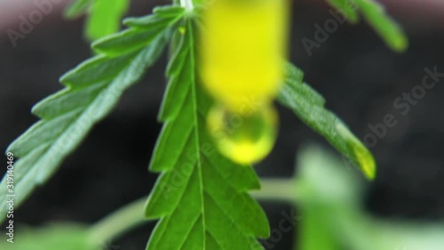 Macro close up of droplet dosing biological and ecological hemp plant herbal pharmaceutical CBD oil from jar. Concept of herbal alternative medicine, CBD oil