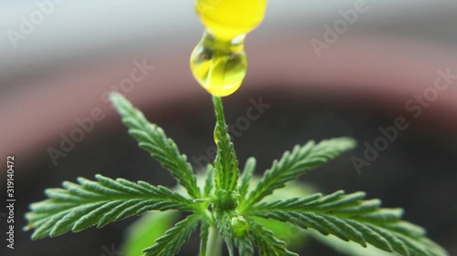 Macro close up of droplet dosing biological and ecological hemp plant herbal pharmaceutical CBD oil from jar. Concept of herbal alternative medicine, CBD oil