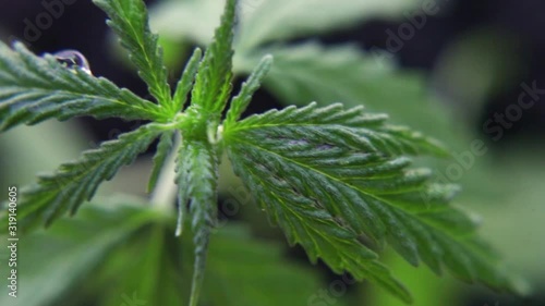 Close up macro rack focus pull of leaves of young cannabis marijuana plants. Concept of herbal alternative medicine, CBD oil