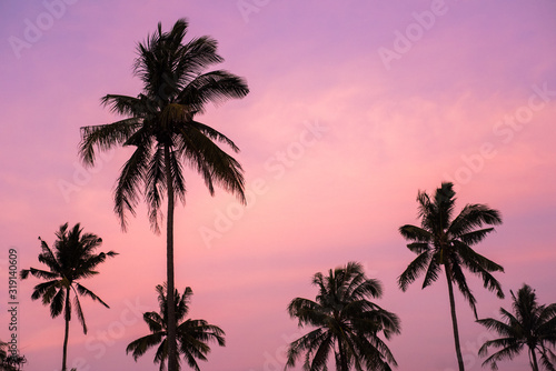 Fototapeta Naklejka Na Ścianę i Meble -  Tropical palm trees at sunset