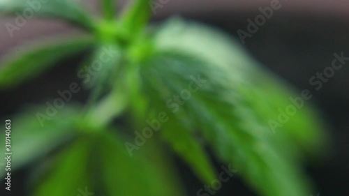 Cannabis in natural conditions. Leaves of hemp in the wind. Cannabis commercial grows. Concept of herbal alternative medicine, CBD oil