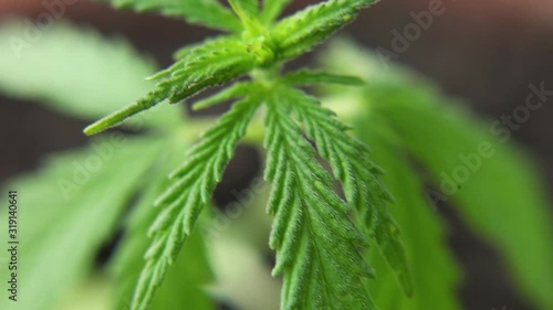 Close up macro rack focus pull of leaves of young cannabis marijuana plants. Concept of herbal alternative medicine, CBD oil