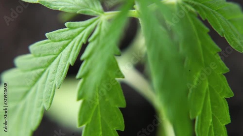 Cannabis in natural conditions. Leaves of hemp in the wind. Cannabis commercial grows. Concept of herbal alternative medicine, CBD oil