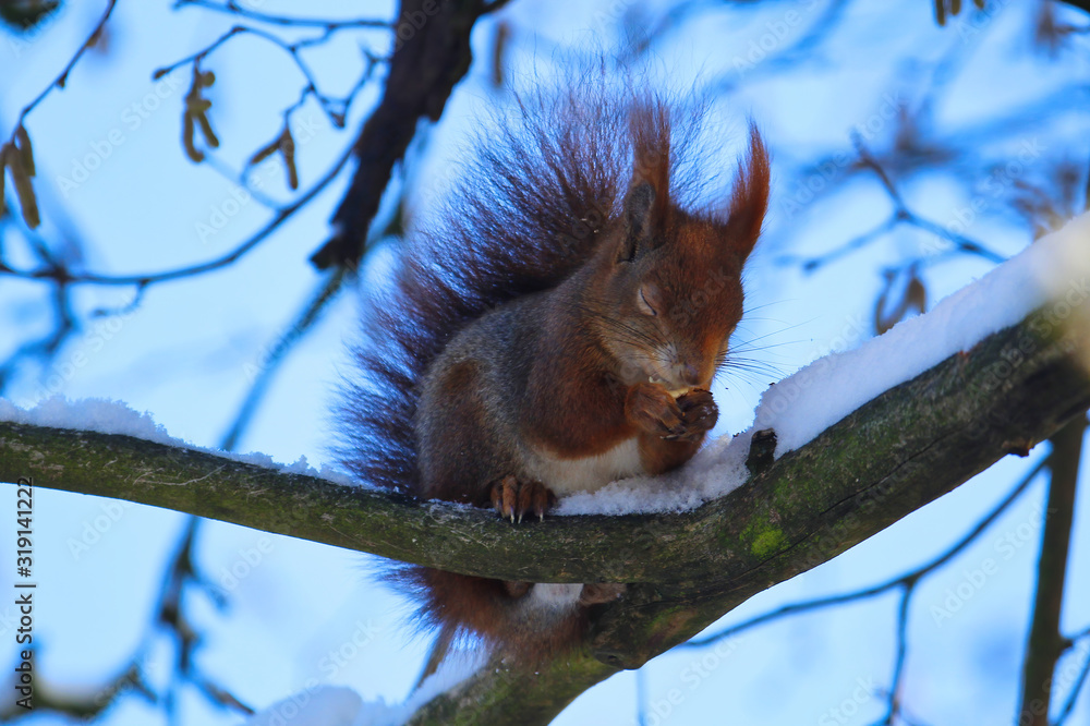 Cute red squirrel sitting on a snow covered branch in winter with eyes closed sleeping and draming with nut, sciurus vulgaris