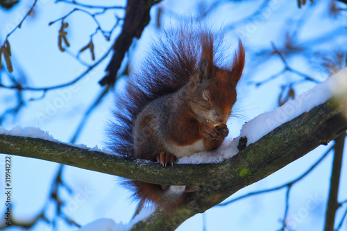 Obraz na płótnie Cute red squirrel sitting on a snow covered branch in winter with eyes closed sleeping and draming with nut, sciurus vulgaris w salonie