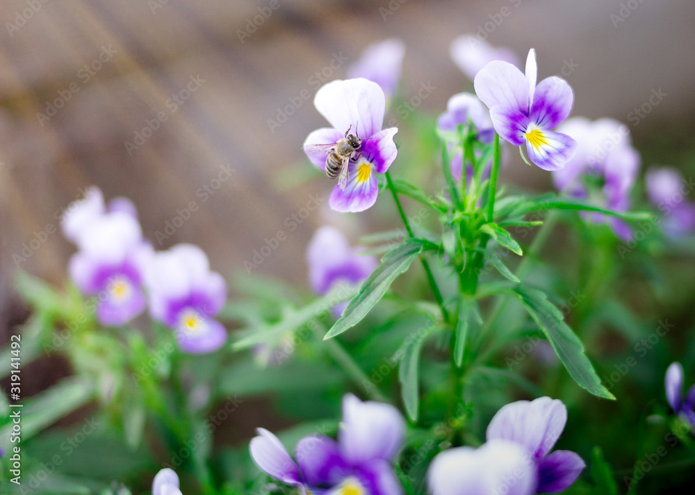 Little wasp collects pollen and nectar from beautiful violet purple pansy flowers in the garden. Close-up shot. Little wasp collects pollen and nectar from beautiful violet purple pansy flowers in the garden. Close-up shot.