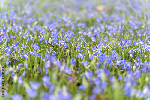 Blue scilla siberica flower in springtime in the forest