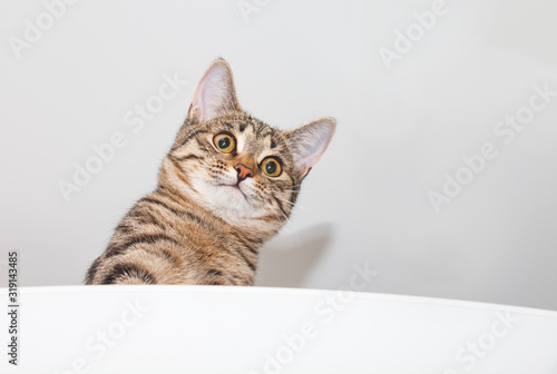 Fototapeta Naklejka Na Ścianę i Meble -  Curious cat face peeps out