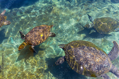 Sea turtles in the sea center