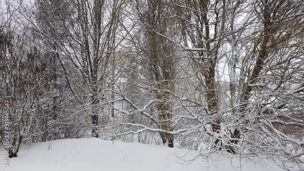 January snowfall in the garden, Finland January snowfall in the garden, Finland