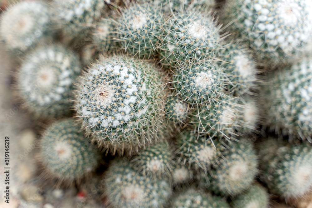 close up green cactus with yellow thorn offshoots in many different size close up green cactus with yellow thorn offshoots in many different size