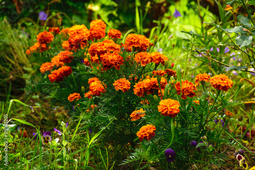 Tagetes