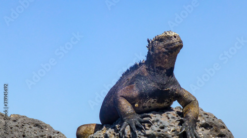 Black iguana marina in Galapagos Island