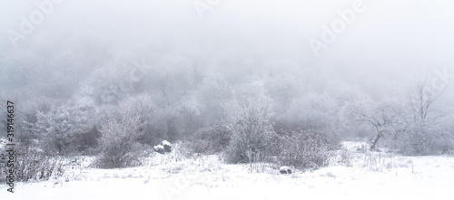 Icy trees in a foggy winter forest