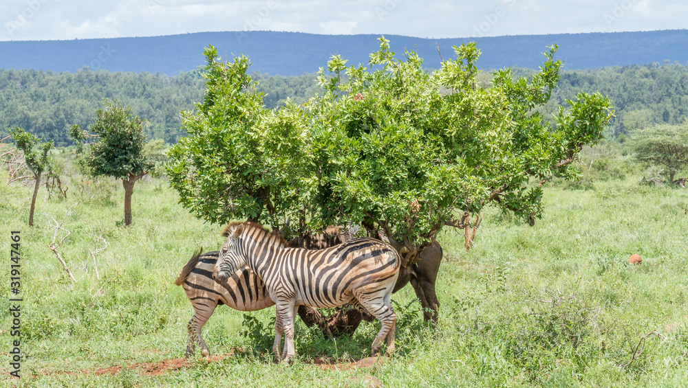 Fototapeta premium A couple of Burchell's zebras seek shelter from the sun under a small tree in the Kruger National Park in South Africa image in horizontal format