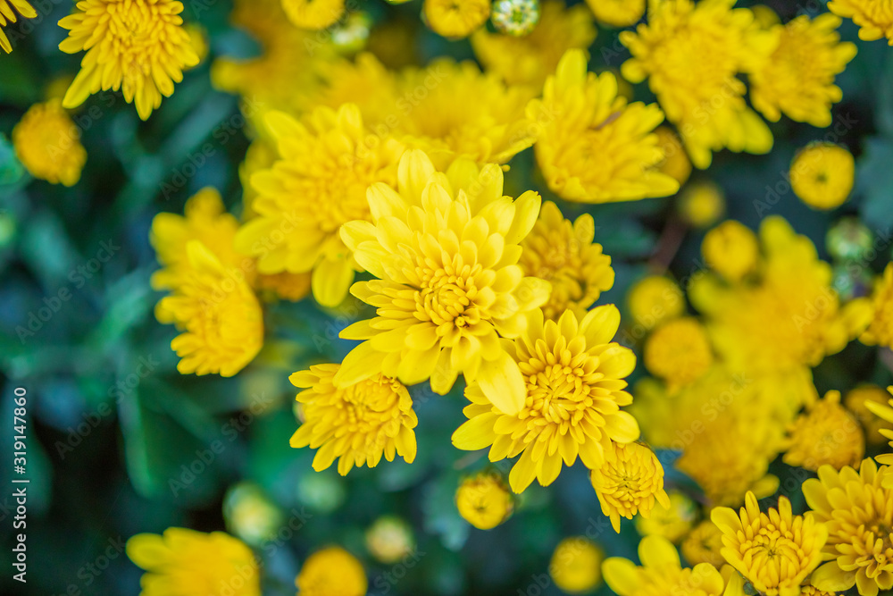 yellow chrysanthemum flower close up background yellow chrysanthemum flower close up background