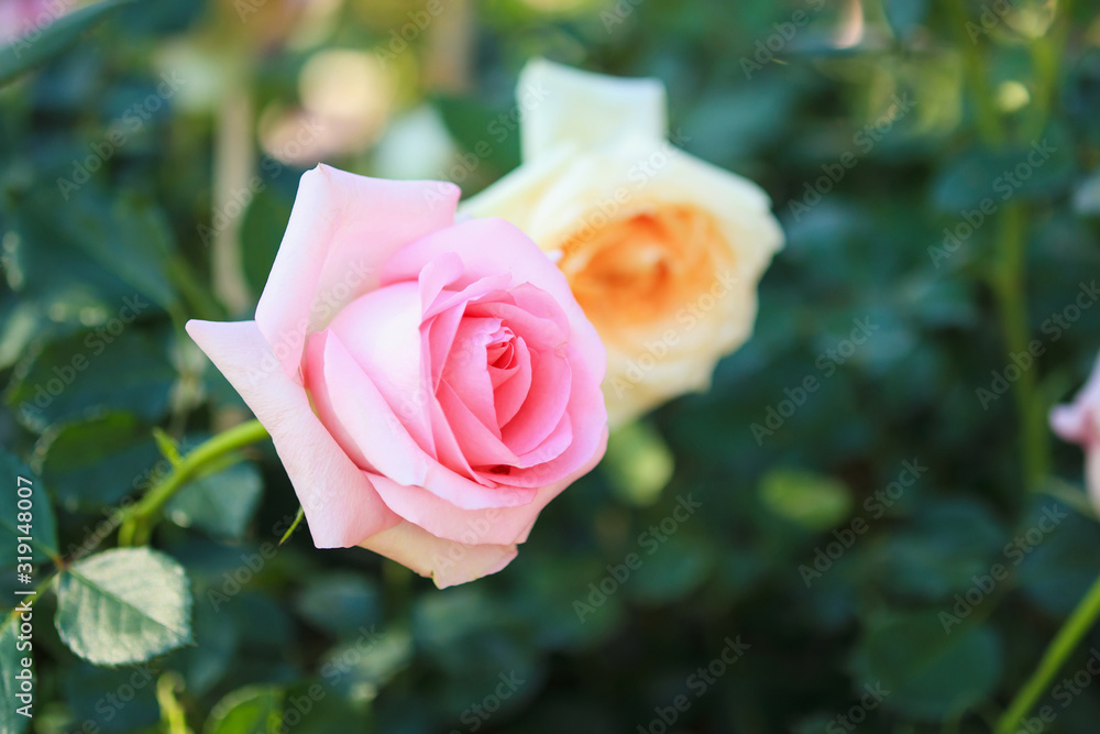 Beautiful colorful pink roses flower in the garden Beautiful colorful pink roses flower in the garden