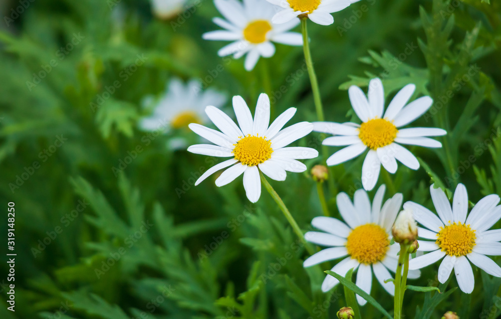 Daisy flower with green leaves