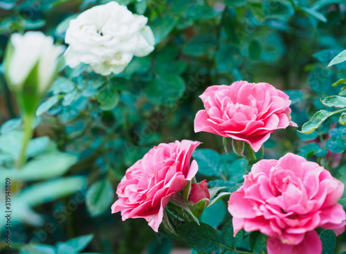 Beautiful colorful pink roses flower in the garden