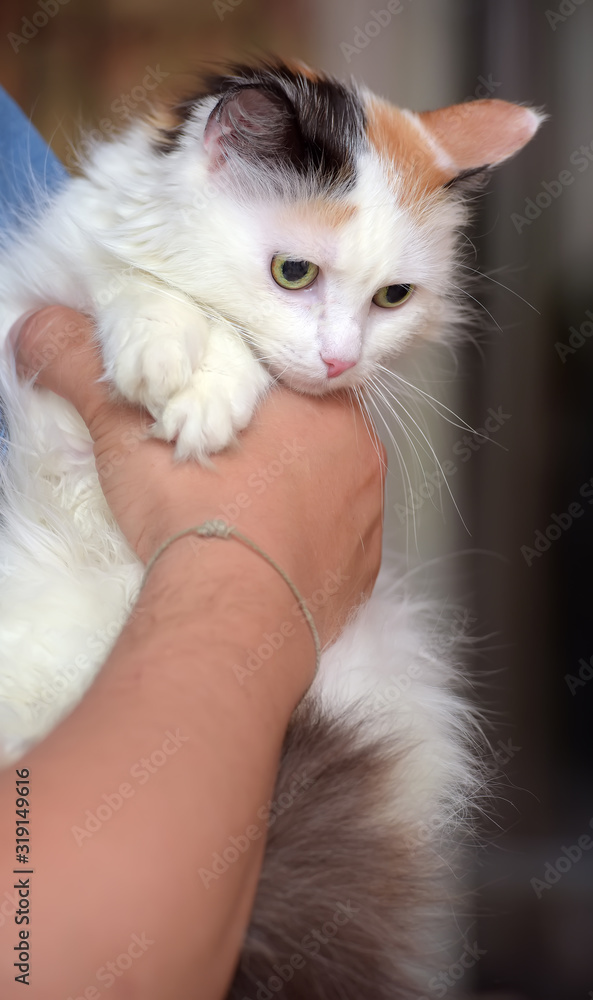 tricolor fluffy cat in hands