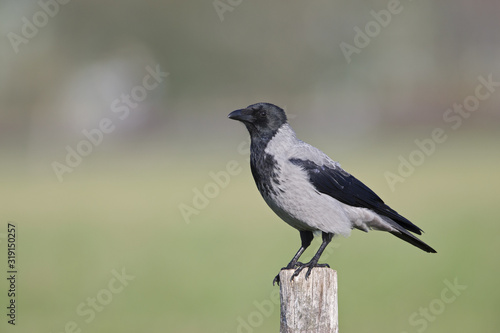 A Hooded crow perched on a wooden pole in the centre of the city Berlin.