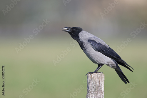 A Hooded crow perched on a wooden pole in the centre of the city Berlin.