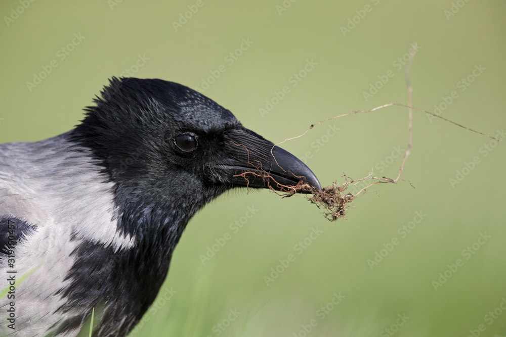 Fototapeta premium A portrait of a Hooded crow foraging in a meadow.