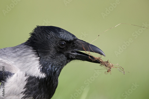 A portrait of a Hooded crow foraging in a meadow.