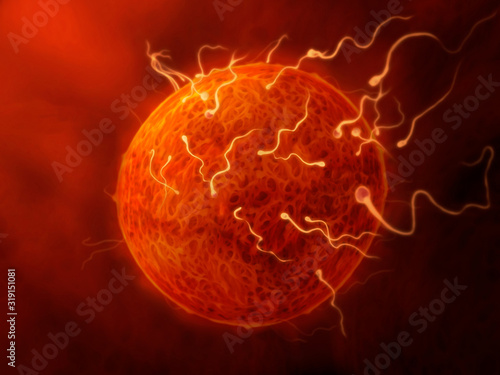 sperm and egg - illustration of sperm fertilizing the egg, close up view, inside the female genital organs photo