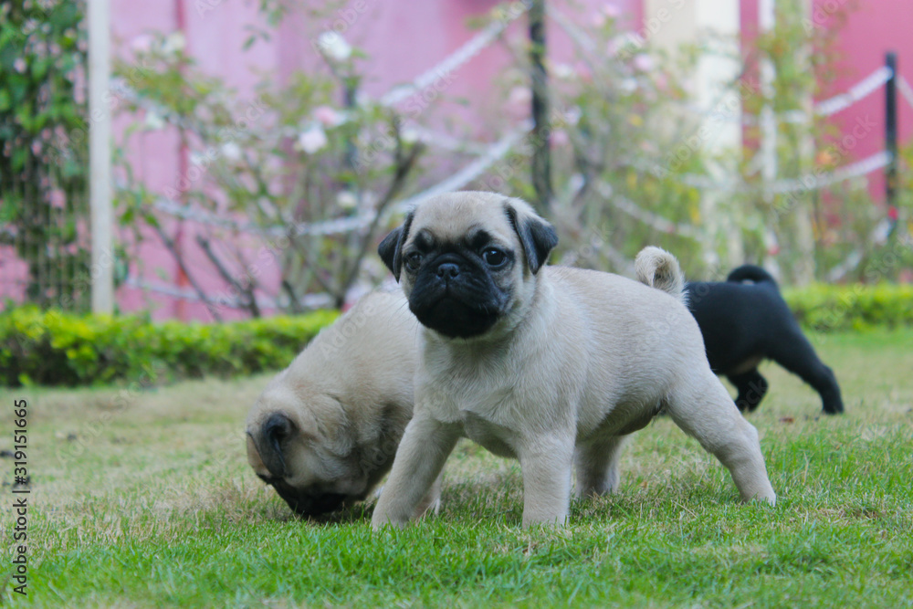 Pug puppy in the park