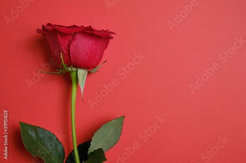 Red rose on a paper background. Top view. Copy space.
