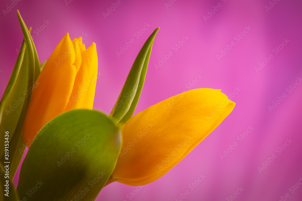 Obraz premium tulips bunch on pink background