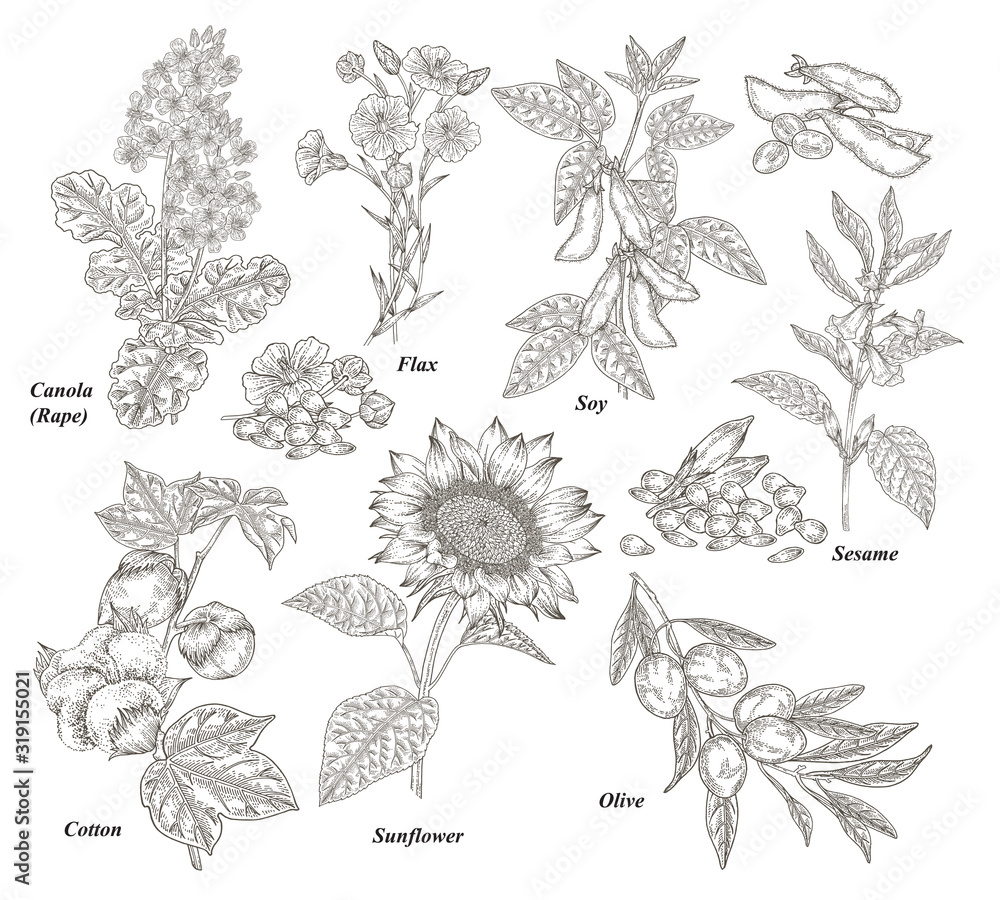 Oil plants set. Canola, cotton, flax, sunflower, olive, soy and sesame branches and flowers hand drawn. Vector illustration botanical. Vintage engraving.