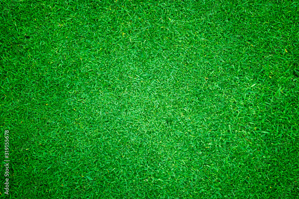Fototapeta premium Green grass background